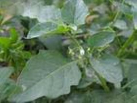 	Solanum Nigrum Extract  